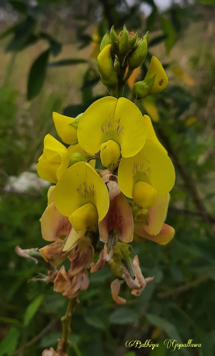 Crotalaria micans Link